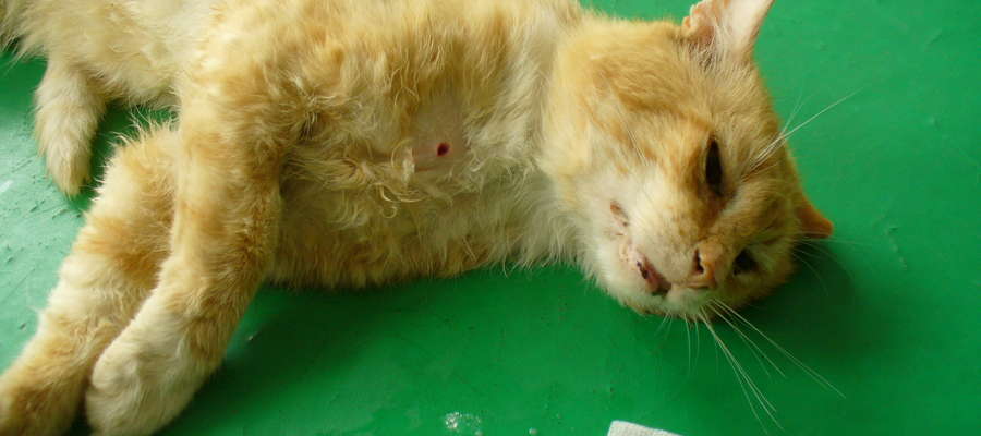 Jeden ze zranionych kotów na stole u weterynarza