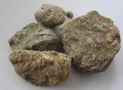 Z eratyków można wyczytać prehistorię Mazur. Na zdjęciu: skamieniałe szczątki pradawnych organizmów