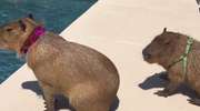 Słodkie kapibary chłodzą się w basenie