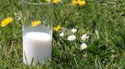 Do 12 października  ARR przyjmuje wnioski  o pomoc na II okres ograniczenia produkcji mleka