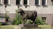 Krowa rekordzistka ma swój pomnik w Starym Polu
