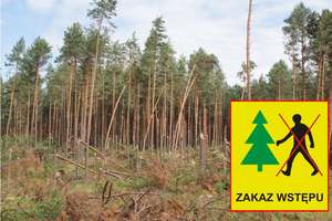 Okresowy zakaz wstępu na obszarze leśnictwa Narty