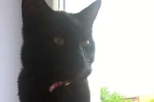 Na lubawskim osiedlu zaginął czarny kot