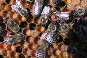 Gra terenowa, spotkanie z pszczelarzami i w warsztaty. Dzień Pszczół w Krutyni