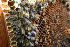 Amator miodu ukradł sąsiadowi ul z pszczołami