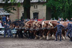 Piękne ardeny w Kętrzynie