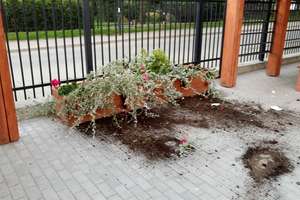 Wandal demolował rośliny na boisku szkolnym. Miał promil alkoholu we krwi