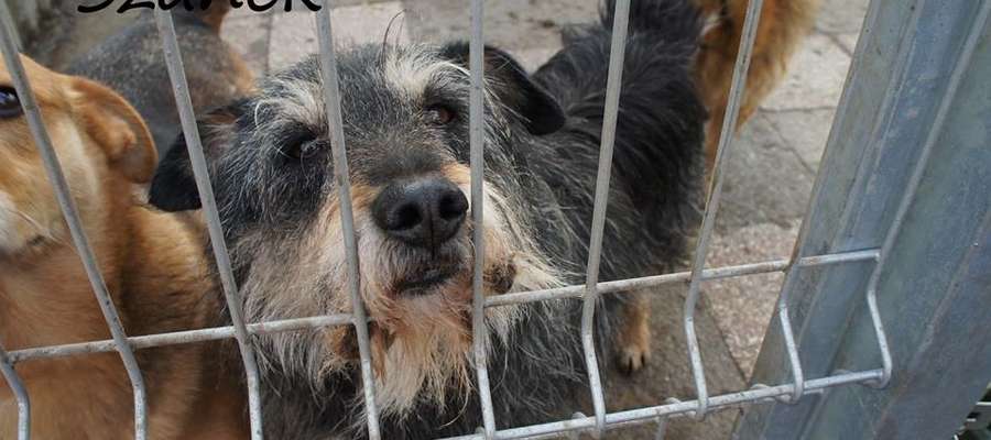 SZANEK – pies, który przebywa w schronisku od 2009 roku. Jest towarzyski w stosunku do ludzi jak i psów. Nasz staruszek ma 10 lat i jest mieszanką sznaucera