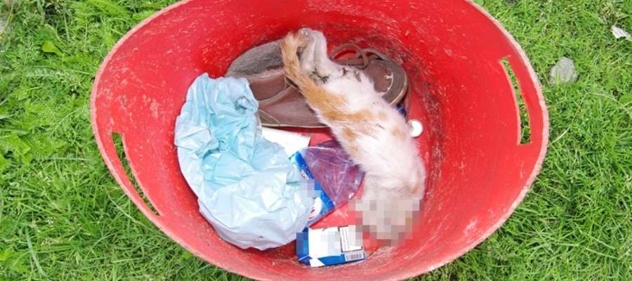  Policjanci znaleźli skatowane zwierze w pojemniku na odpady