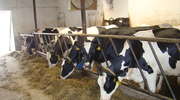Do 30 września wpłacamy II ratę za przekroczenie kwot mlecznych  