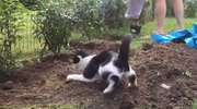 Ten kot uwielbia prace w ogrodzie
