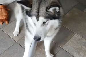 Pies dbający o higienę jamy ustnej przy pomocy odkurzacza