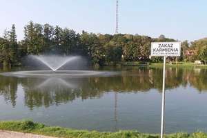 Zakaz karmienia ptactwa wodnego w jeziorku Magistrackim