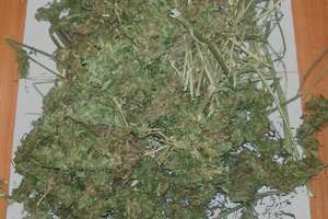 Policjanci z Olecka zabezpieczyli blisko 200 g marihuany