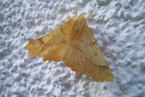 Nocny motyl, czyli futro przeciw nietoperzom