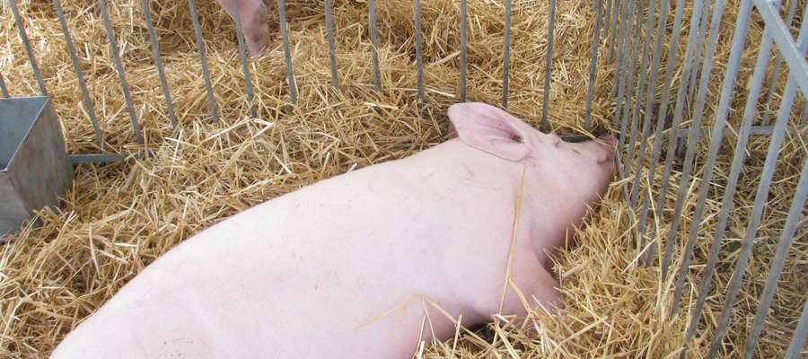 Specustawa m.in. zakłada wykup w formie bezprzetargowej ze strefy ochronnej zdrowych świń, które osiągnęły wagę ubojową i przerobienie ich na konserwy 