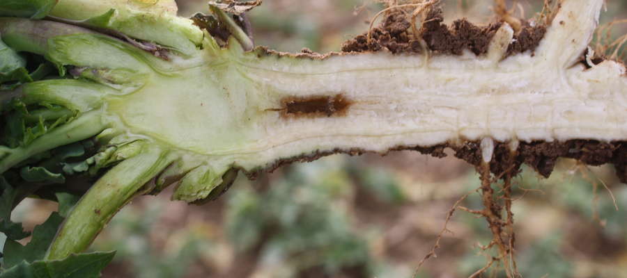 Podstawową czynnością wykonywaną jesienią przez rolników i agronomów szukających niedoborów boru w rzepaku jest przekrojenie korzenia i obserwacja, czy mamy puste przestrzenie w przekroju korzenia głównego