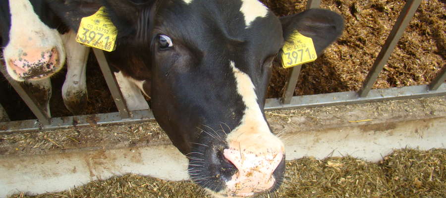 10 września br. Komisja Europejska ma opublikować rozporządzenia delegowane tworzące pakiet wsparcia producentów mleka. 