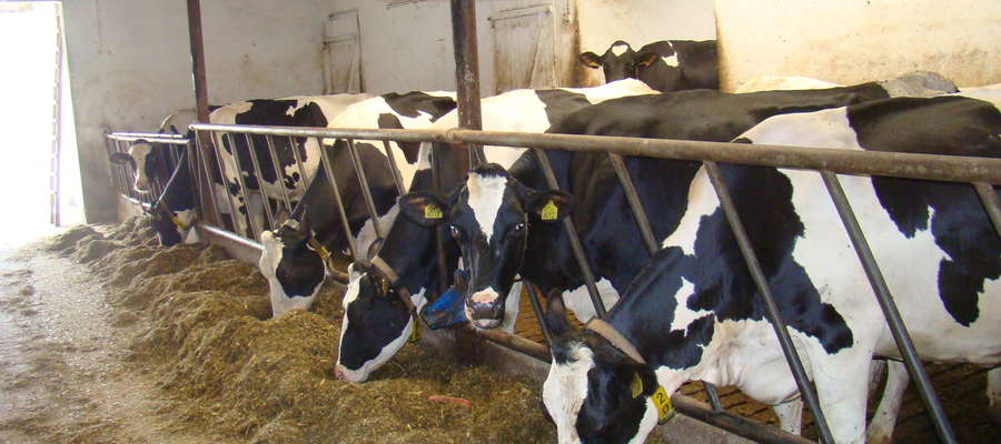 Polska postulowała do Komisji Europejskiej o pomoc dla producentów mleka, żeby nie musieli opłacać drugiej i trzeciej raty za przekroczenie kwot mlecznych w ostatnim roku kwotowym 2014/2015.
