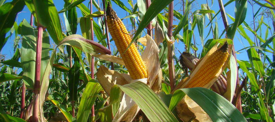 Rolnicy zgodnie podkreślają, że po tym sezonie z pewnością kiszonki z  kukurydzy wystarczy do kolejnych zbiorów