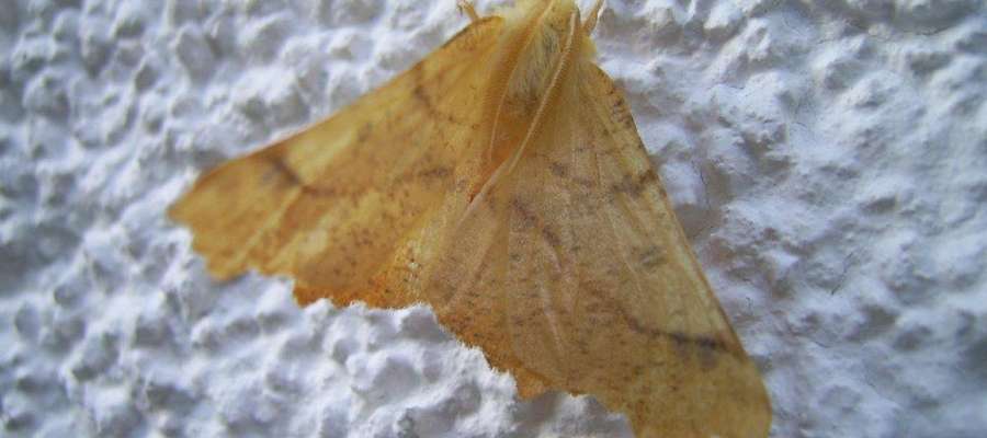Zimówek pozłotnik (Agriopis aurantiaria)