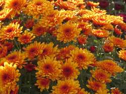 Chryzantemy - kwiaty jesieni