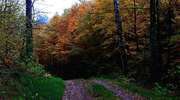 Jesienny las w okolicy Lipowca
