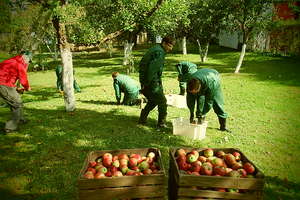 Oleccy policjanci podzielili się jabłkami