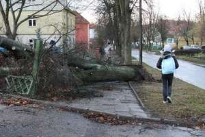 Silne porywy wiatru powalają drzewa w całym regionie