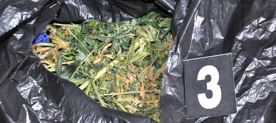 Policjanci ujawnili blisko 3 kg marihuany