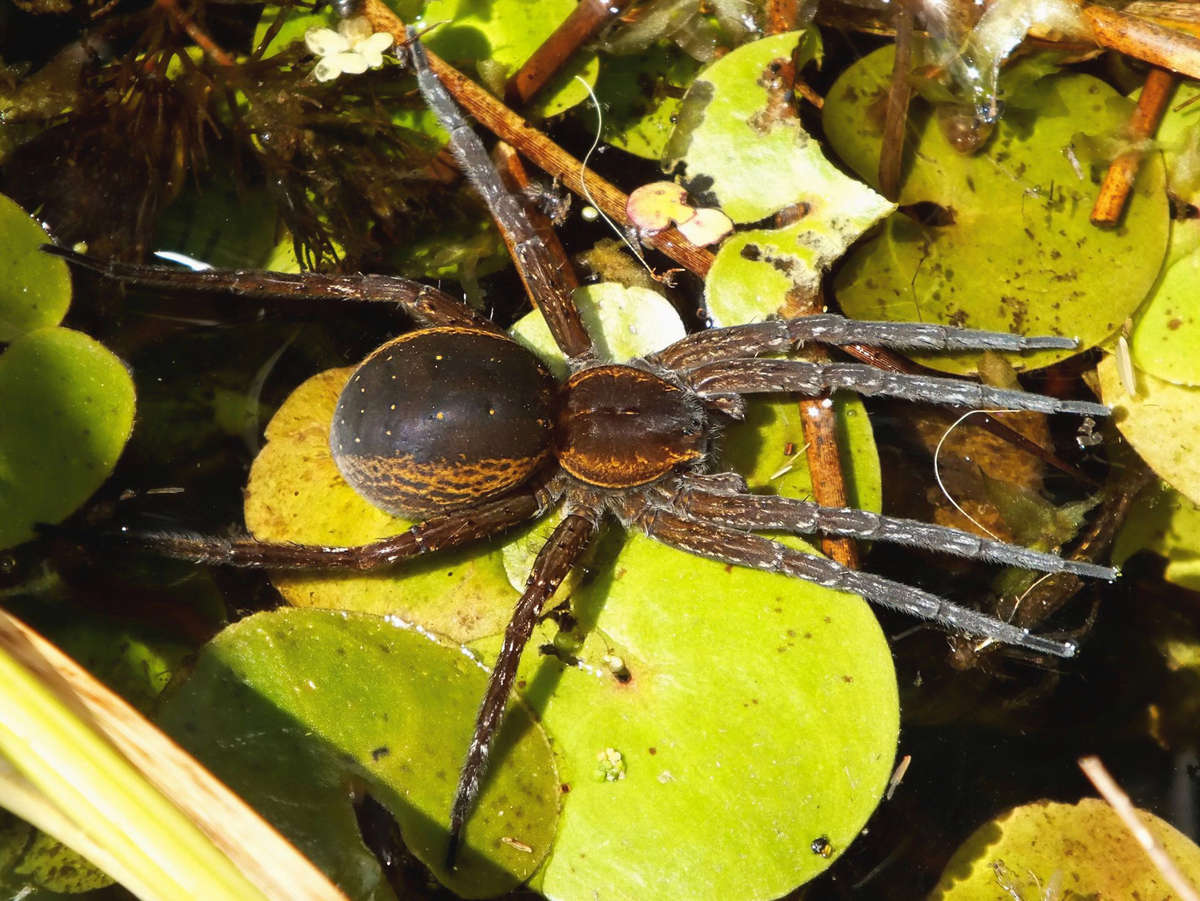 Bagnik nadwodny – już oficjalnie największy pająk w Polsce