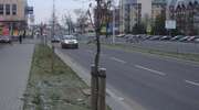 100 nowych drzew zdobi miasto