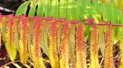 Mazurska "palma", czyli wielobarwny pióropusz sumaka octowca