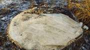 Wycięto 113 drzew. Teraz sprawie przyjrzy się Starostwo Powiatowe w Elblągu