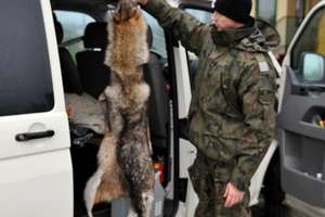 Kupił skórę wilka w Kaliningradzie i wiózł do Niemiec