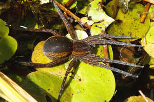 Bagnik nadwodny – już oficjalnie największy pająk w Polsce
