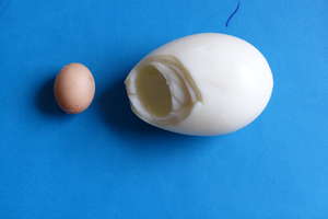 Jajo w jaju, bo kura była zestresowana... Mamy naukowy komentarz!