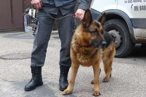 Pies-strażnik więzienny z Iławy przechodzi na zasłużoną emeryturę [ZDJĘCIA]