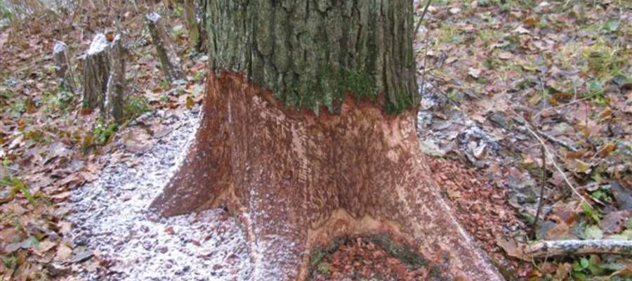 Drzewa uszkodzone przez bobry w Lesie Miejskim