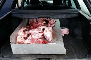 Kiełbasy z nielegalnego mięsa mogły trafić na świąteczny stół