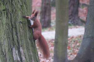 Wiewiórki - ozdoba naszych lasów i parków