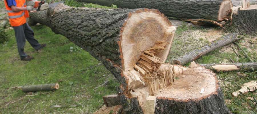Od nowego roku, w myśl nowych przepisów, odgórnie będzie  zabronione wycinanie drzew, których obwód pnia na wysokości 130 cm przekracza 100 cm