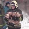 Setki świń i prosiaków uratowanych w pożarze