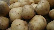 Do Polski trafiły skażone ziemniaki z Egiptu. Ministerstwo interweniuje 
