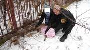 Sarna utknęła w ogrodzeniu szpitala na Komeńskiego