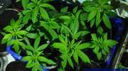 35-latek skazany za plantację marihuany