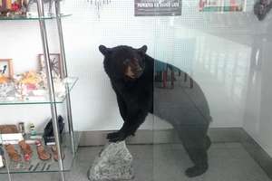 Niedźwiedź zatrzymany na lotnisku. Baribal już w domu