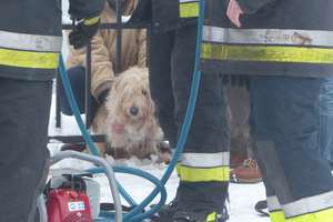 Strażacy ratowali psa, który zakleszczył się w furtce