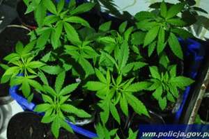 35-latek skazany za plantację marihuany