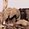 Słonie opłakują śmierć jednego z członków swojego stada